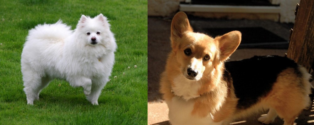 Dorgi vs American Eskimo Dog - Breed Comparison