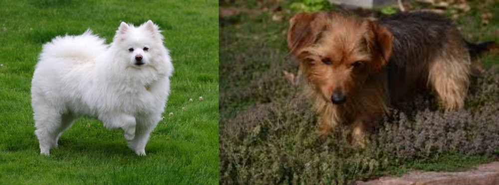 Dorkie vs American Eskimo Dog - Breed Comparison