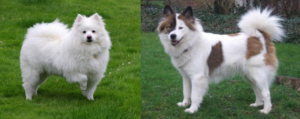Elo vs American Eskimo Dog - Breed Comparison
