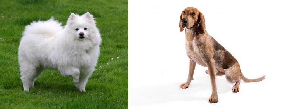 English Coonhound vs American Eskimo Dog - Breed Comparison