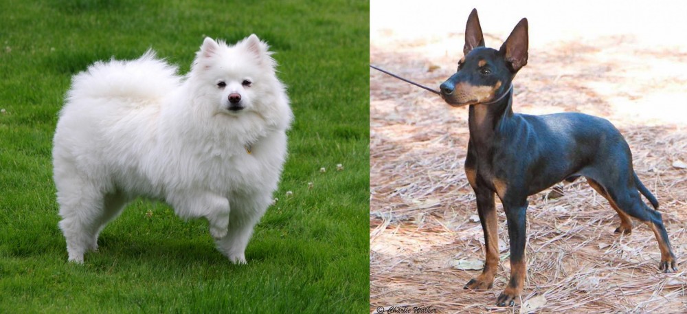 English Toy Terrier (Black & Tan) vs American Eskimo Dog - Breed Comparison