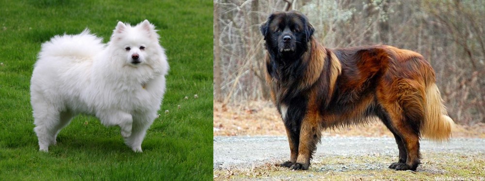 Estrela Mountain Dog vs American Eskimo Dog - Breed Comparison