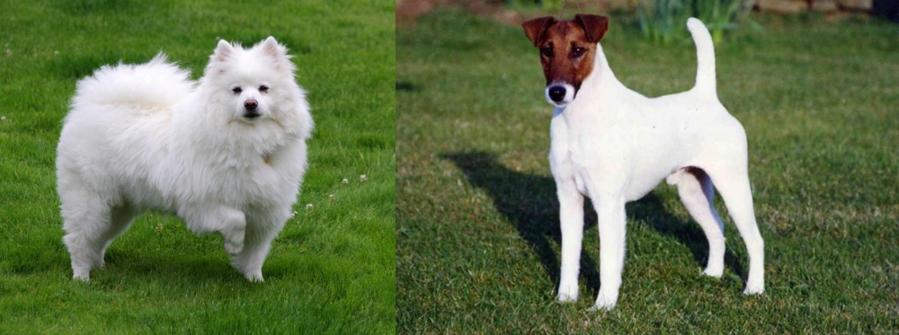 Fox Terrier (Smooth) vs American Eskimo Dog - Breed Comparison