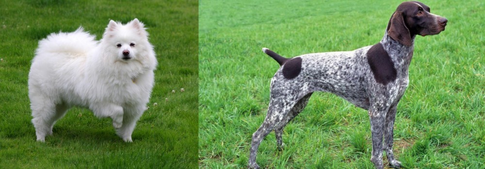German Shorthaired Pointer vs American Eskimo Dog - Breed Comparison