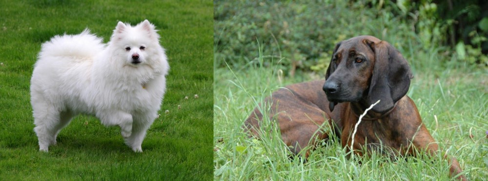 Hanover Hound vs American Eskimo Dog - Breed Comparison