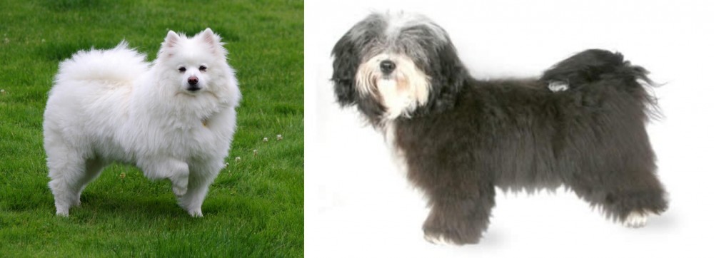 Havanese vs American Eskimo Dog - Breed Comparison