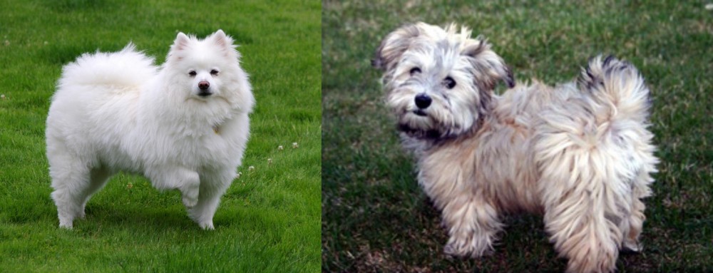 Havapoo vs American Eskimo Dog - Breed Comparison