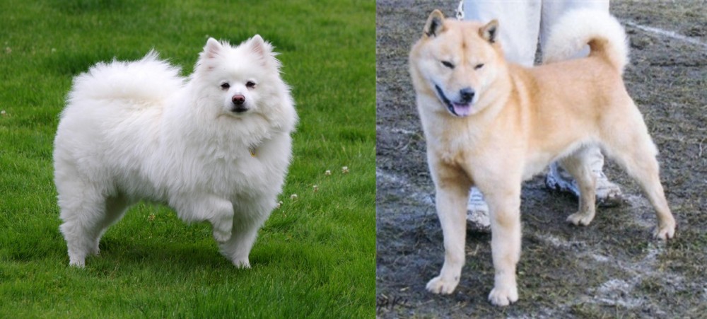 Hokkaido vs American Eskimo Dog - Breed Comparison