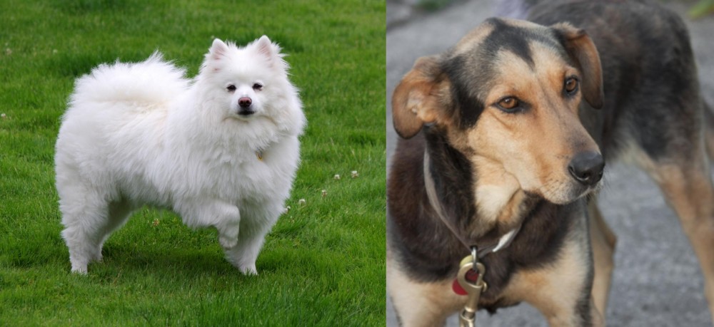 Huntaway vs American Eskimo Dog - Breed Comparison