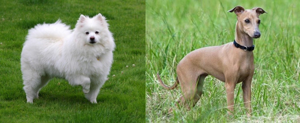 Italian Greyhound vs American Eskimo Dog - Breed Comparison