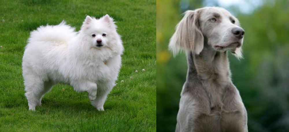 Longhaired Weimaraner vs American Eskimo Dog - Breed Comparison