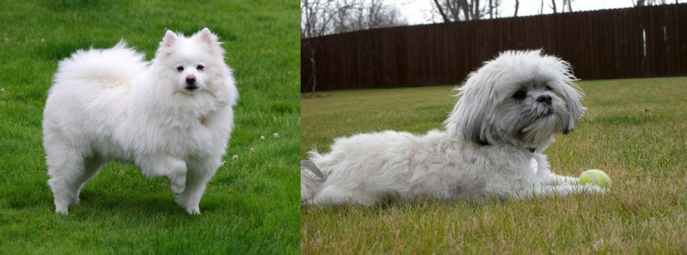 Mal-Shi vs American Eskimo Dog - Breed Comparison