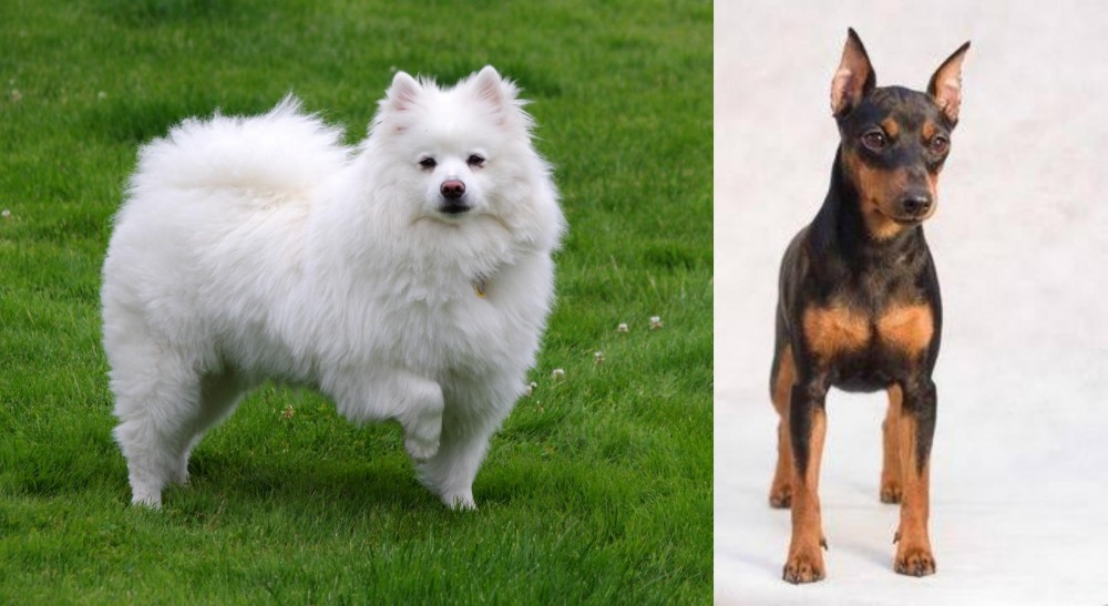 Miniature Pinscher vs American Eskimo Dog - Breed Comparison