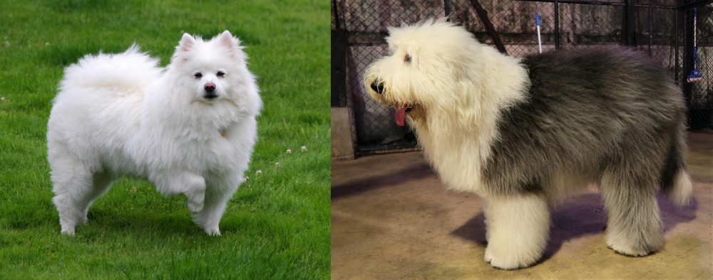 Old English Sheepdog vs American Eskimo Dog - Breed Comparison