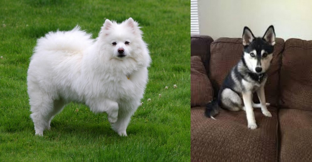 Pomsky vs American Eskimo Dog - Breed Comparison