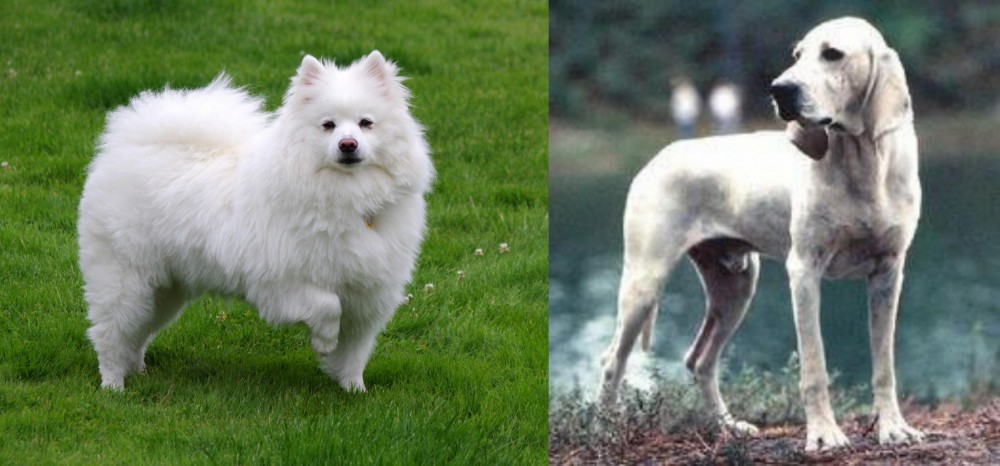 Porcelaine vs American Eskimo Dog - Breed Comparison