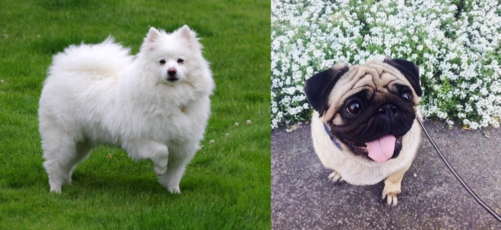 Pug vs American Eskimo Dog - Breed Comparison