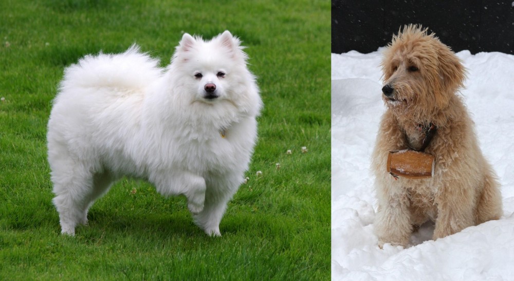 Pyredoodle vs American Eskimo Dog - Breed Comparison