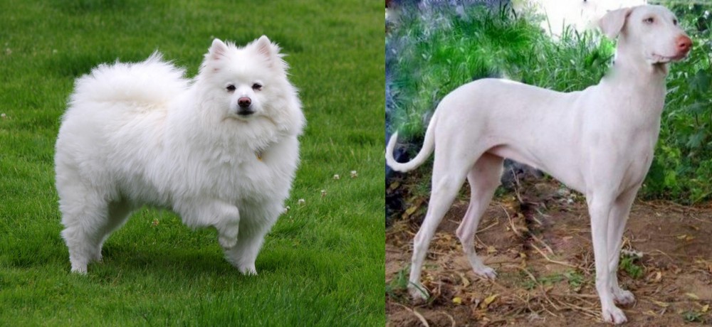Rajapalayam vs American Eskimo Dog - Breed Comparison