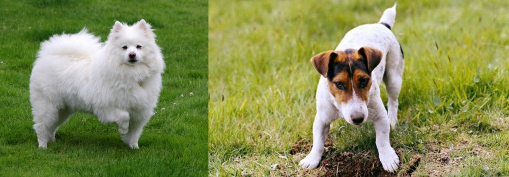 Russell Terrier vs American Eskimo Dog - Breed Comparison