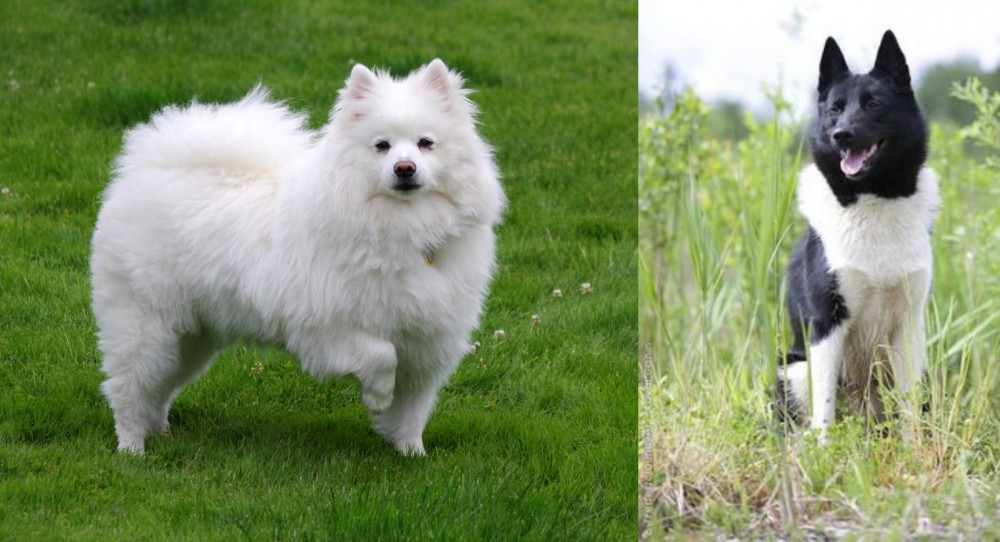 Russo-European Laika vs American Eskimo Dog - Breed Comparison