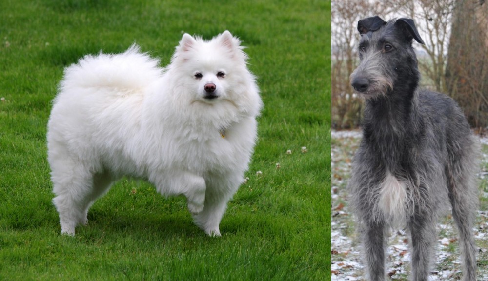 Scottish Deerhound vs American Eskimo Dog - Breed Comparison