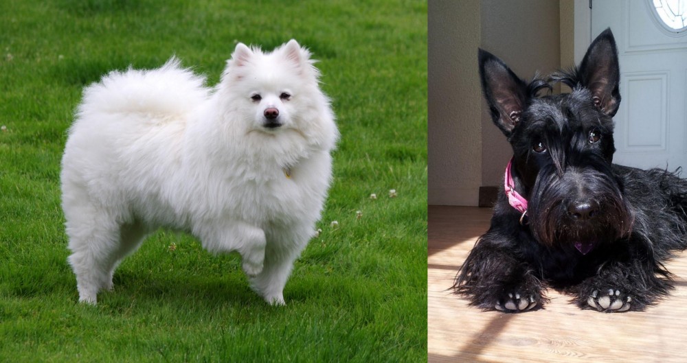 Scottish Terrier vs American Eskimo Dog - Breed Comparison