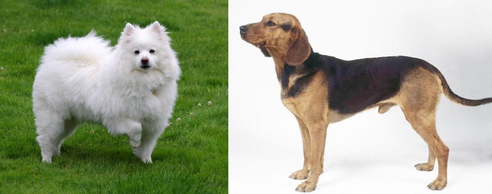 Serbian Hound vs American Eskimo Dog - Breed Comparison
