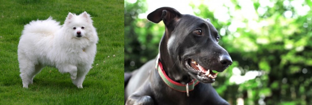 Shepard Labrador vs American Eskimo Dog - Breed Comparison