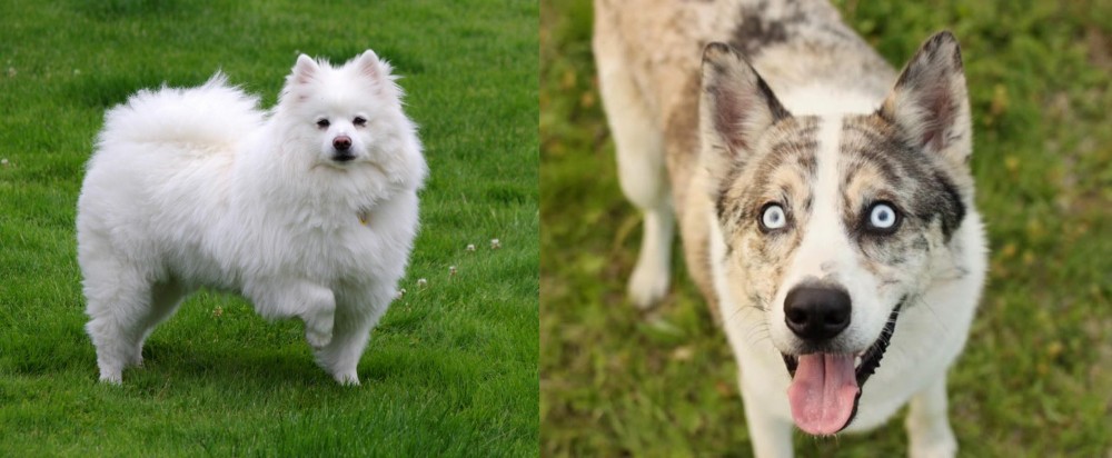 Shepherd Husky vs American Eskimo Dog - Breed Comparison