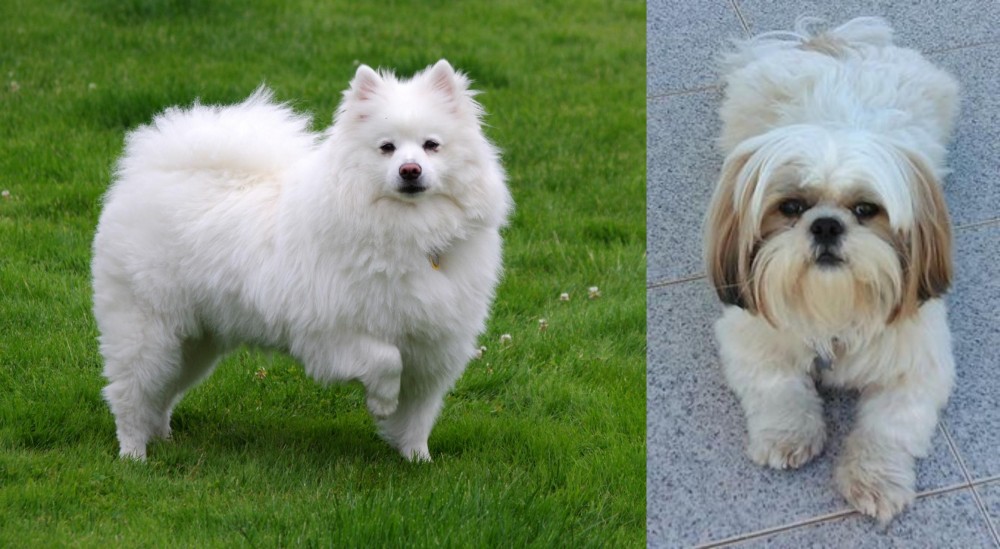 Shih Tzu vs American Eskimo Dog - Breed Comparison