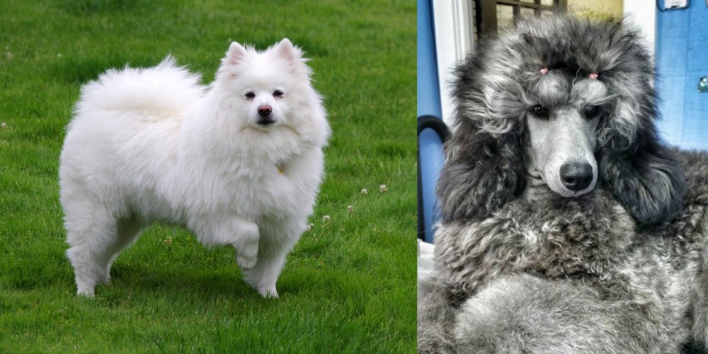Standard Poodle vs American Eskimo Dog - Breed Comparison
