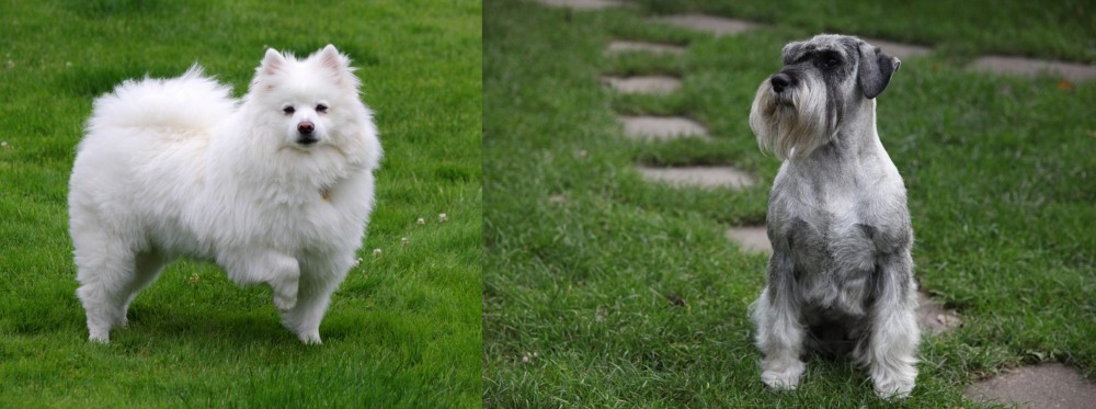 Standard Schnauzer vs American Eskimo Dog - Breed Comparison