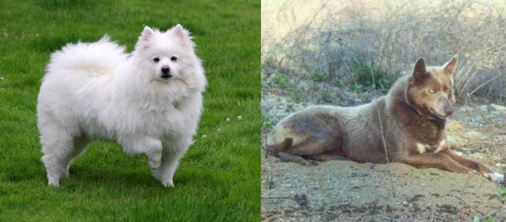 Tahltan Bear Dog vs American Eskimo Dog - Breed Comparison
