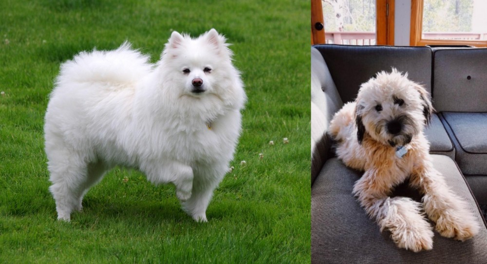 Whoodles vs American Eskimo Dog - Breed Comparison