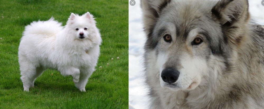 Wolfdog vs American Eskimo Dog - Breed Comparison