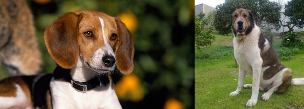 Cao de Gado Transmontano vs American Foxhound - Breed Comparison