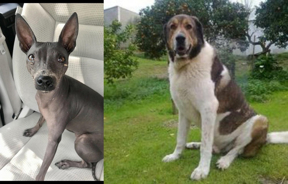 Cao de Gado Transmontano vs American Hairless Terrier - Breed Comparison