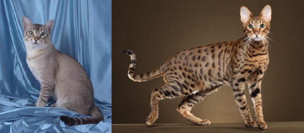 Savannah vs American Keuda - Breed Comparison