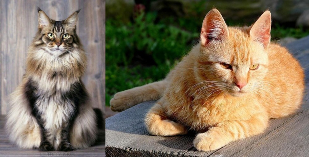 Brazilian Shorthair vs American Longhair - Breed Comparison