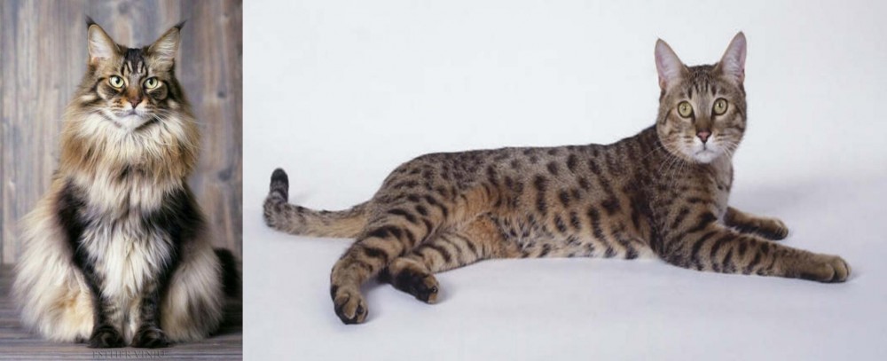 California Spangled Cat vs American Longhair - Breed Comparison