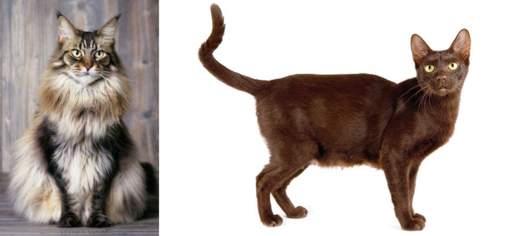 Havana Brown vs American Longhair - Breed Comparison