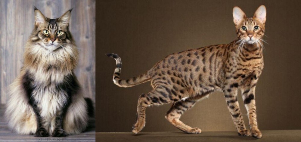 Savannah vs American Longhair - Breed Comparison