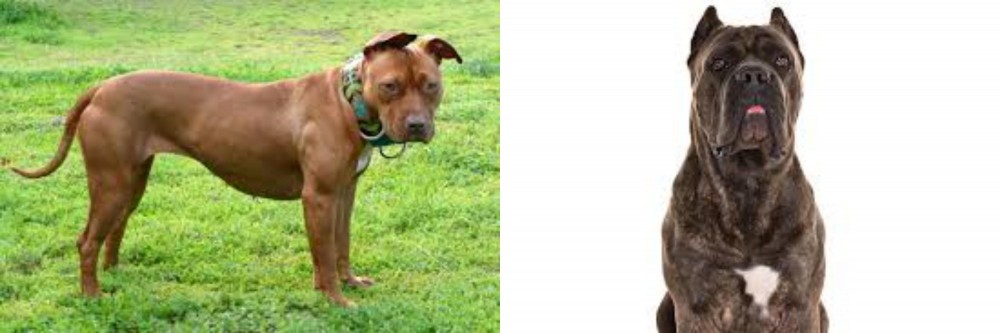 Cane Corso vs American Pit Bull Terrier Breed Comparison