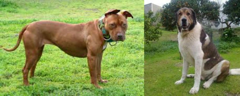 Cao de Gado Transmontano vs American Pit Bull Terrier - Breed Comparison