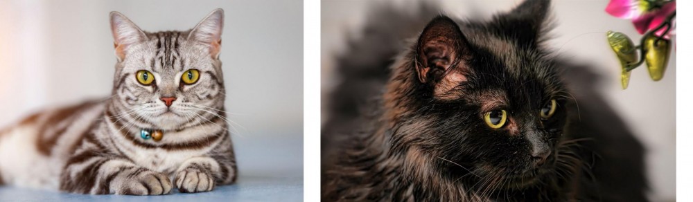 Chantilly/Tiffany vs American Shorthair - Breed Comparison