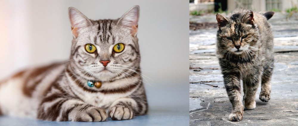 Farm Cat vs American Shorthair - Breed Comparison