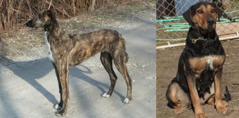 New Zealand Huntaway vs American Staghound - Breed Comparison