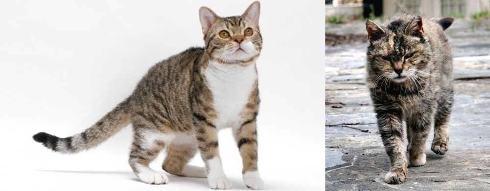 Farm Cat vs American Wirehair - Breed Comparison