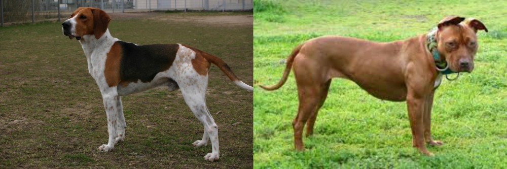 American Pit Bull Terrier vs Anglo-Francais de Petite Venerie - Breed Comparison